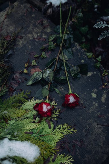 A poignant close-up of red roses on a snow-covered gravestone in winter.